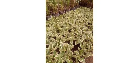 احلى نباتات زينة ونباتات ضل وأشجار فاكهه ولاند سكيب