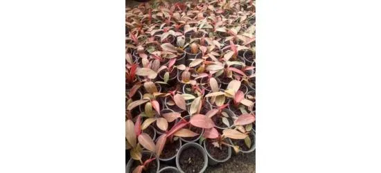 احلى نباتات زينة ونباتات ضل وأشجار فاكهه ولاند سكيب - 3