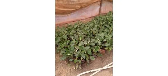 احلى نباتات زينة ونباتات ضل وأشجار فاكهه ولاند سكيب - 8