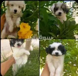 15مايو الامتداد الاسكان الاجتماعي