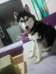 المرج شارع سيد حمادة قبل قصر نعمة وكشرى الزعيم