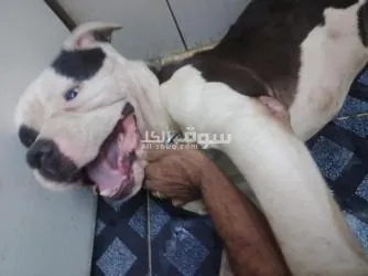 كلب ذكر بتبول  سنه ونصف بياكل اى حاجه شرس