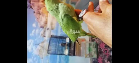 البحيره