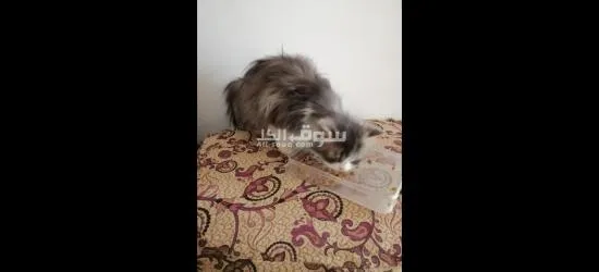 قط ذكر  بيتي