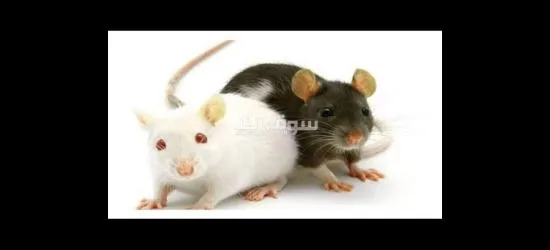 فار ميس تآكيل ثعابين