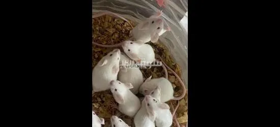 فار ميس تآكيل ثعابين - 3