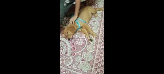 ٣ ابو فتحي الخضري