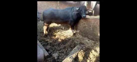 الهرم جيزه