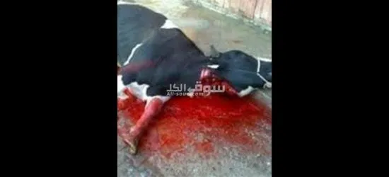 جزار لزبح جميع اضاحي العيد