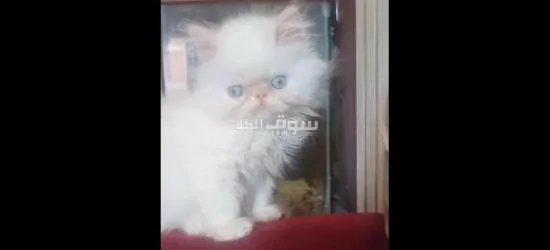 قطه هيمالايا اورنج للبيع