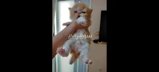 بيع قطتين زورار توب