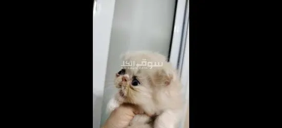 قطط زورار توب - 2