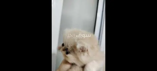 قطط زورار توب - 3