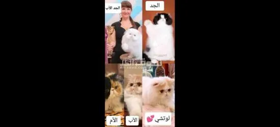 قطط زورار توب - 5