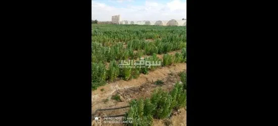 مزرعتك معاك