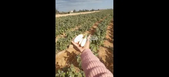 مزرعتك معاك - 3