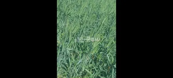 مزرعتك معاك - 5