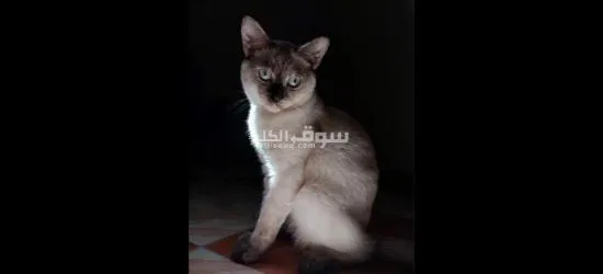 قطتين للتبني