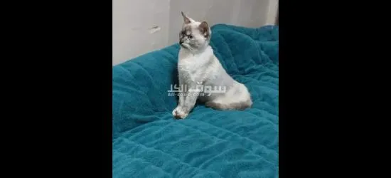 قطتين للتبني - 2