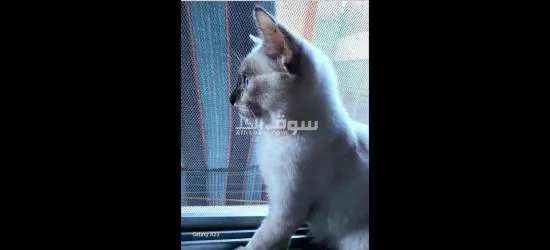 قطتين للتبني - 4