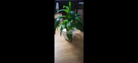 مدينة نصر الحي السابع - 2