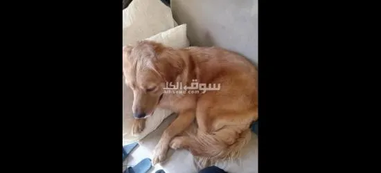 كلب جولدن للبيع