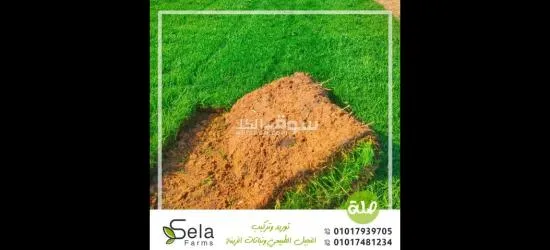 نجيل طبيعي عالي الجودة - 3