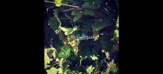 قصر فاخر في كمبوند واحة الزهراء لاصحاب الذوق الرفيع - 4