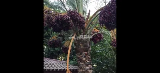قصر فاخر في كمبوند واحة الزهراء لاصحاب الذوق الرفيع - 5