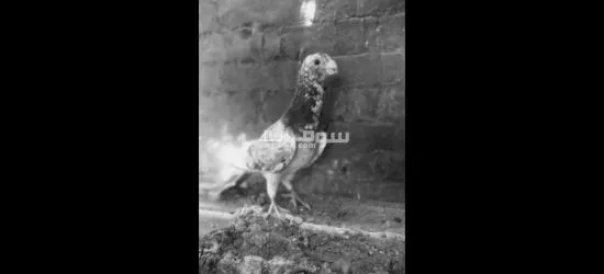 دكر مزرزر شغال - 2