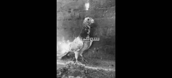 دكر مزرزر شغال - 3