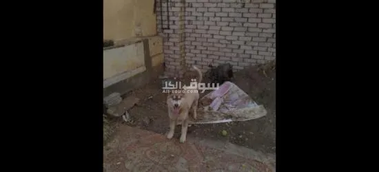 كلب هاسكي ٣شهور للبيع - 2