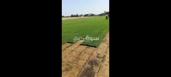 نجيل طبيعي ونباتات زينه