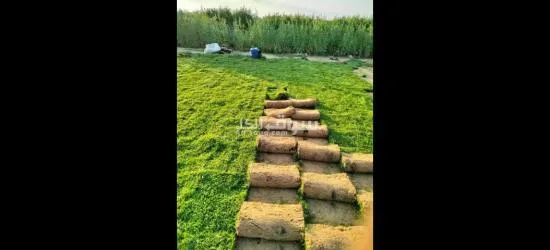 نجيل طبيعي ونباتات زينه - 2