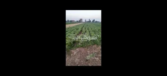 القلانش - 4