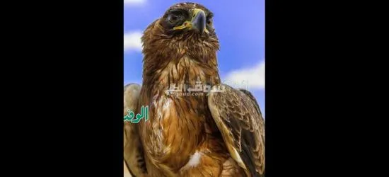 منزل للبيع في المنصورة شارع توريل
