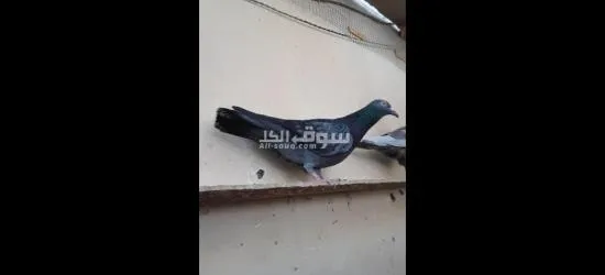 شرق السكه الحديد