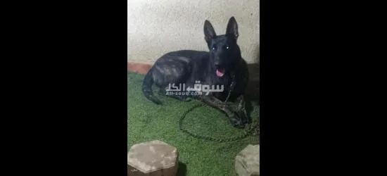 نتايه مالينو للبيع داخله على حيض خلال 25 يوم