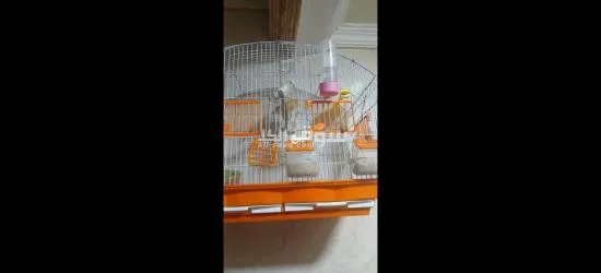 طيور كناري للبيع