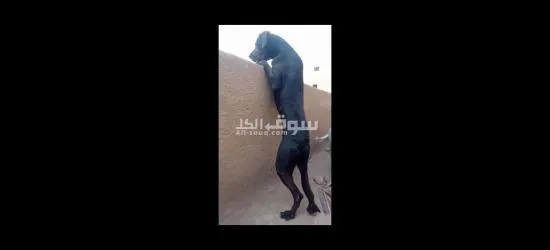 دكر وجروايه جريددان  ارض اللؤاء