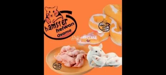 فئران تجارب جامعه حلوان كلمني واتس