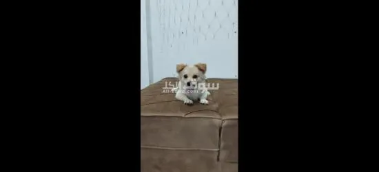 ذكر جريفون مرخص عمر سنة - 2