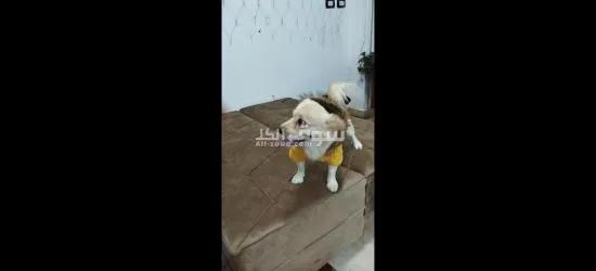 ذكر جريفون مرخص عمر سنة - 4