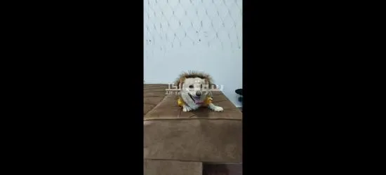 ذكر جريفون مرخص عمر سنة - 5