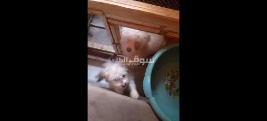 مساكن المصنع ماقوسه