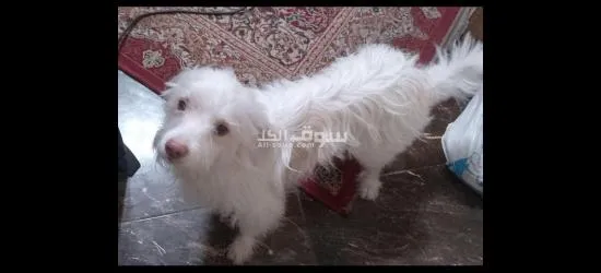 كلب لولو فرنساوي