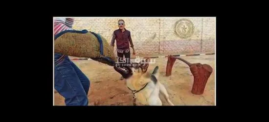 تدريب الكلاب بالأمر والإشارة بدون سلسلة