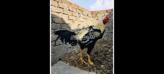 عزبة النخل - 2