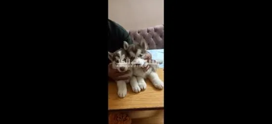 جرو هاسكى عمره شهر - 2