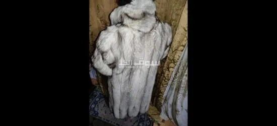 بالطو فرير للبيع مستورد من فرنسا نوع الفرو فو**** بريميم قابل للفصال - 10